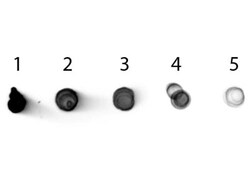 Rabbit anti-Mouse IgG2b Heavy Chain Secondary Antibody, Alkaline Phosphatase,